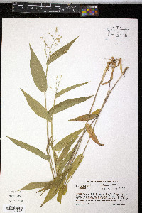 Panicum boscii image