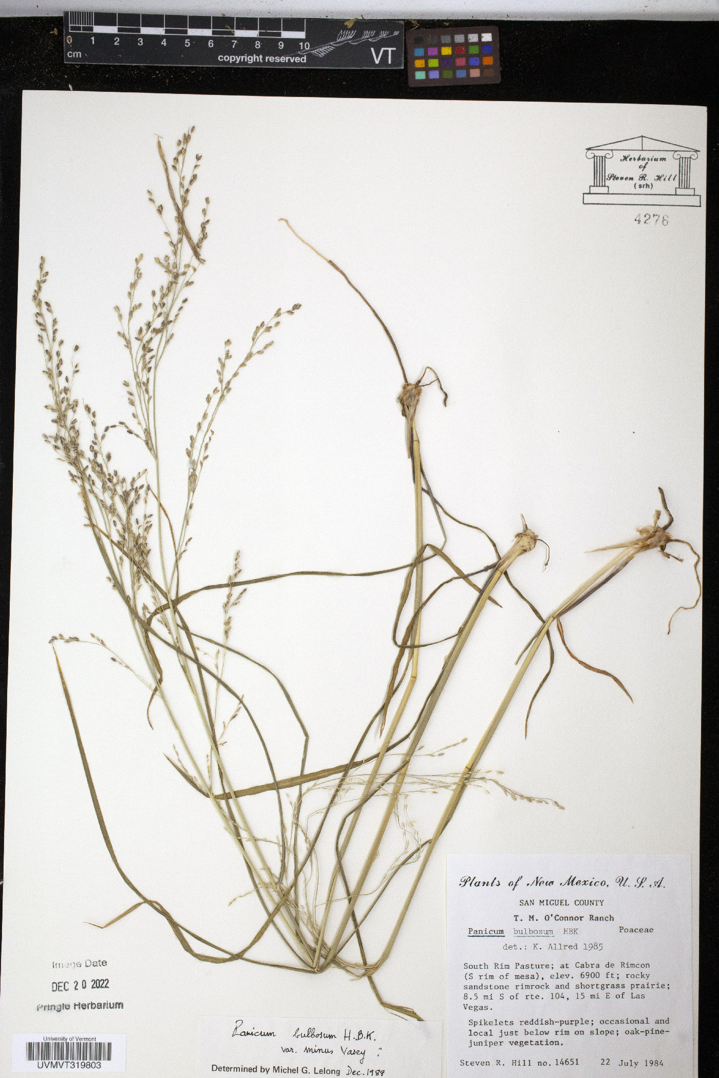 Panicum bulbosum image