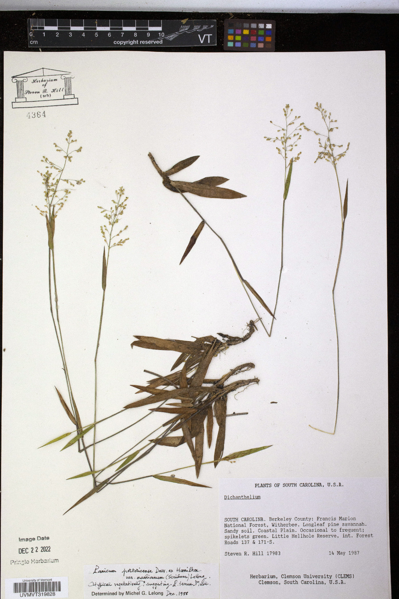 Panicum nashianum image