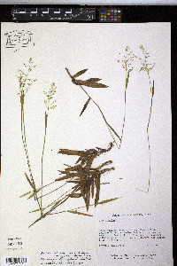 Panicum nashianum image