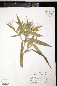 Panicum ravenelii image