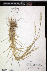 Panicum repens image