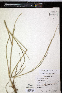 Coleataenia rigidula image