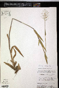 Dichanthelium scribnerianum image