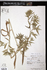 Dichanthelium scribnerianum image