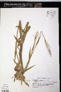 Dichanthelium scribnerianum image