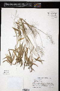 Panicum strigosum image