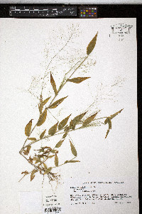 Panicum trichoides image