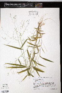 Kellochloa verrucosa image