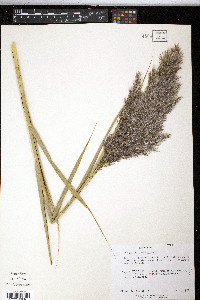 Phragmites australis image