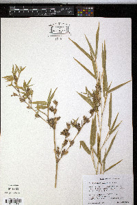 Phyllostachys nidularia image