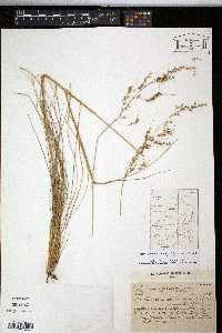 Piptochaetium stipoides image