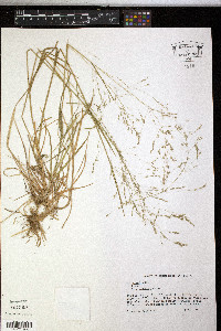 Poa alsodes image