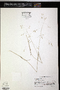 Poa autumnalis image