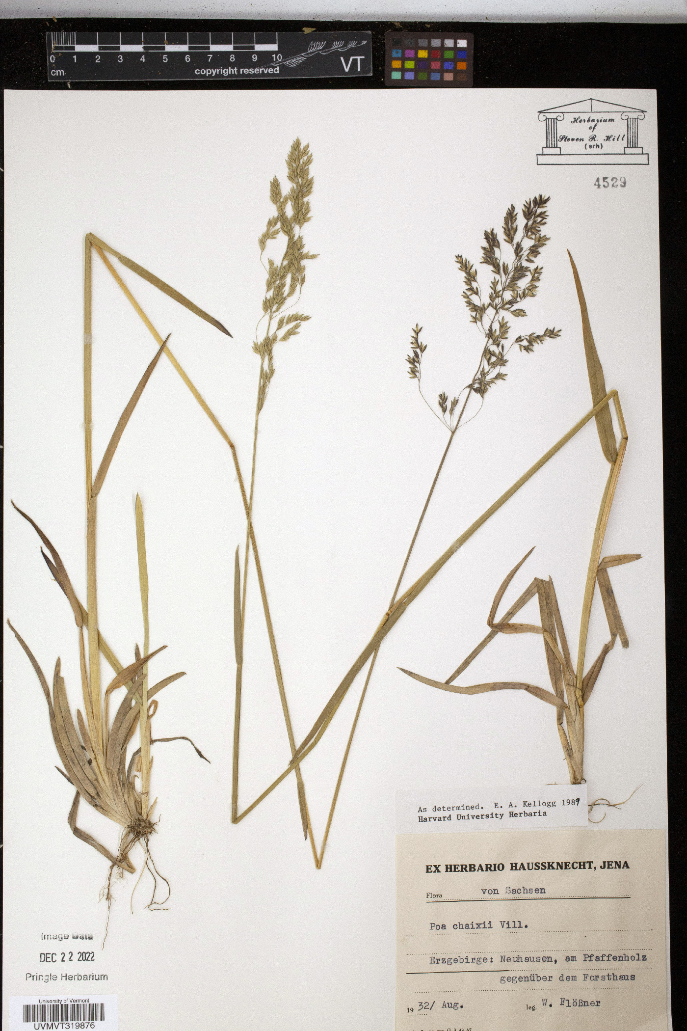 Poa chaixii image