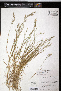 Poa fernaldiana image