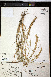 Image of Poa lanuginosa