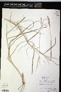 Paspalum pubiflorum image