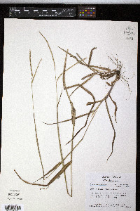 Paspalum setaceum var. stramineum image