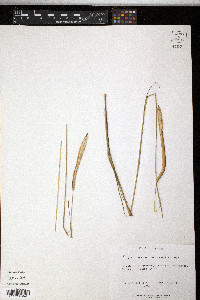 Paspalum stellatum image