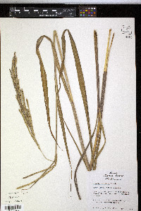 Paspalum urvillei image