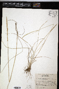 Peyritschia koelerioides image