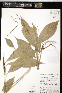 Pharus latifolius image