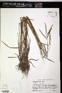 Paspalum boscianum image