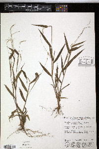 Paspalum decumbens image