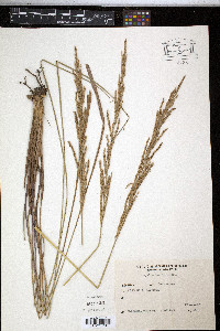 Paspalum durifolium image