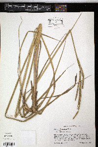 Paspalum floridanum image