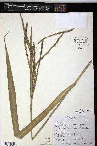 Paspalum millegrana image