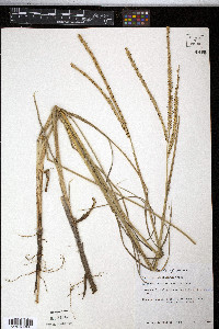 Paspalum monostachyum image