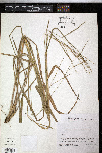 Paspalum nutans image