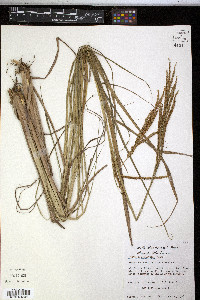 Paspalum plicatulum image