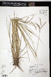 Paspalum plicatulum image