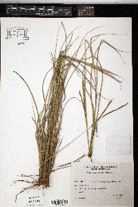 Paspalum plicatulum image