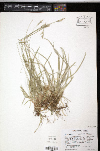 Carex communis var. communis image