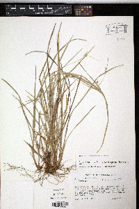 Carex corrugata image