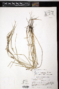 Carex corrugata image