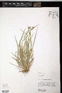 Carex crebriflora image