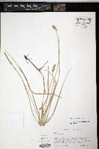 Carex cristatella image