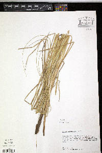 Carex decomposita image