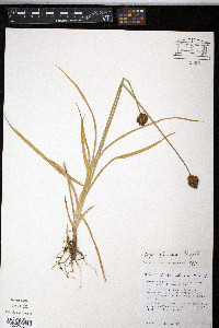 Carex eburnea image