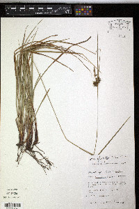 Carex elliottii image