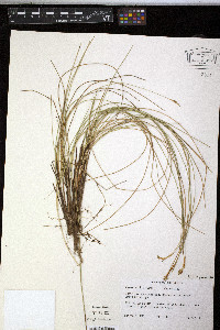 Carex exilis image