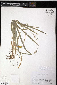 Carex hirtifolia image