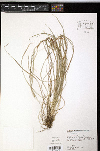 Carex impressinervia image