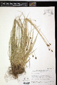 Carex jonesii image