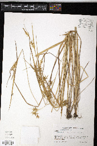 Carex lonchocarpa image